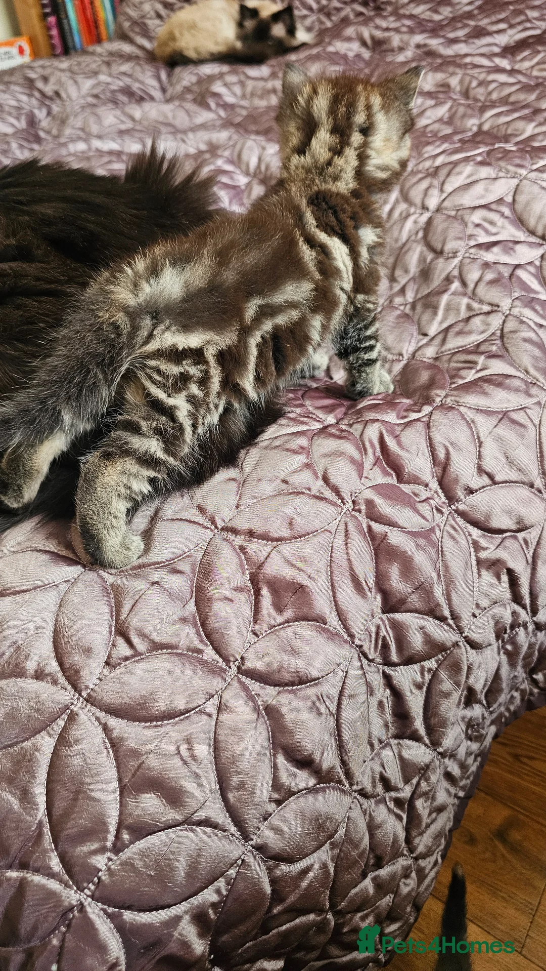 Mixed Breed cats for sale: Long fur kittens related to Ragdoll  - Advert 2