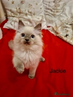 Ragdoll cats Purebred Ragdoll Kittens - TICA - YORKSHIRE - Advert 5