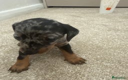Dachshund dogs for sale: We have 6 beautiful dachshund puppy’s  - Image 2