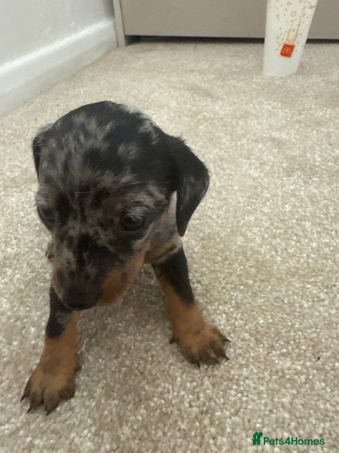 Dachshund dogs for sale: We have 6 beautiful dachshund puppy’s  - Image 2