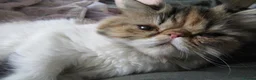 Persian cats for sale: Fantastic Female Persian kitten ready now - Advert 22