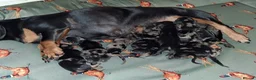 Miniature Dachshund dogs for sale: Stunning Dachshund pups *Ready now* - Advert 1