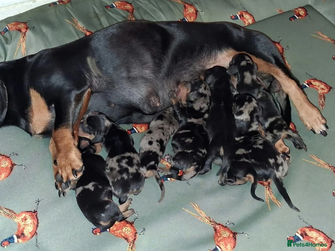 Miniature Dachshund dogs for sale: Stunning Dachshund pups *Ready now* - Advert 1
