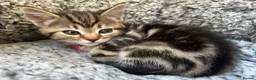Mixed Breed cats for sale: Mixed tabby beautiful kittens  - Advert 7