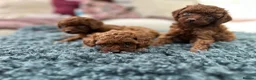 Toy Poodle dogs for sale: Adorable mini Asian poodle  - Advert 3