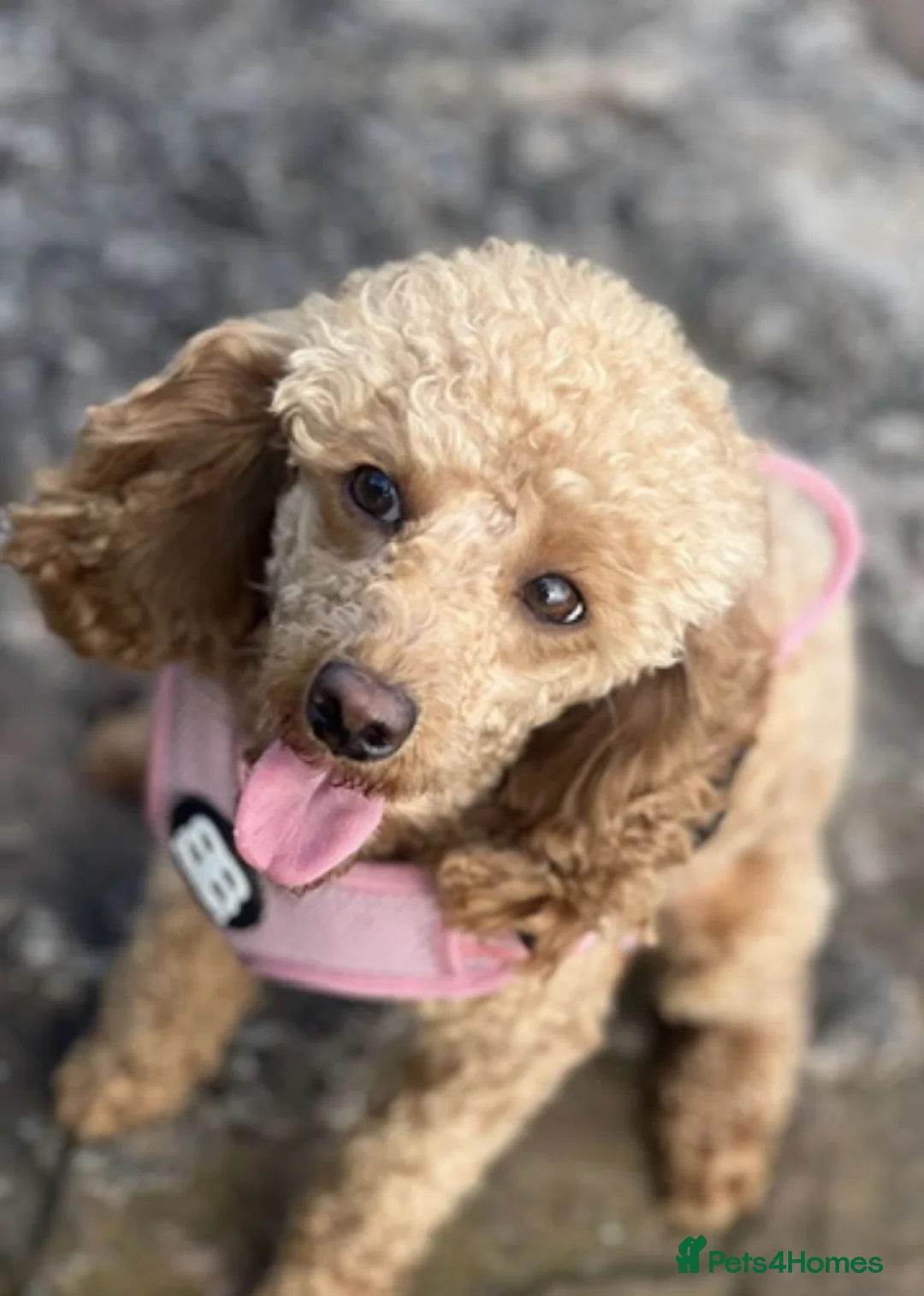 Toy Poodle dogs for sale: Health tested Toy poodle puppies! 😍🔥🤩!!! in Liverpool - Advert 3