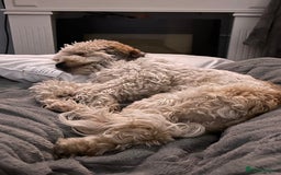 Mixed Breed dogs for sale: Shih Szu cross - Image 3