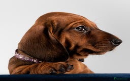 Dachshund dogs for stud: Kc registered standard smooth stud  in Newton Abbot - Image 28