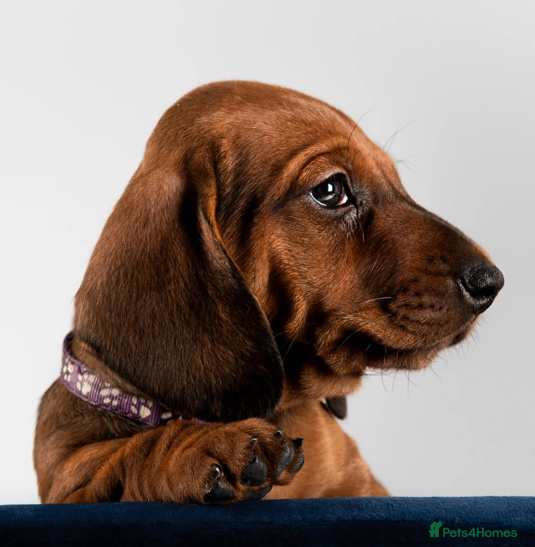 Dachshund dogs for stud: Kc registered standard smooth  in Newton Abbot - Advert 28