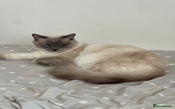 Ragdoll cats for sale: Ragdoll adults Purebred pedigree 5 generations  - Image 4