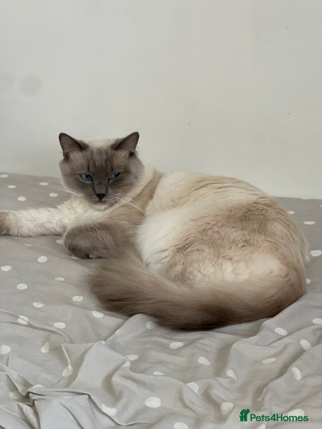 Ragdoll cats for sale: Ragdoll adults Purebred pedigree 5 generations  - Image 4