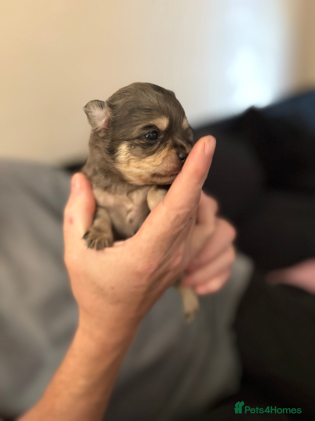 Chihuahua dogs for sale: Chihuahua and Pomchi puppies - Image 22