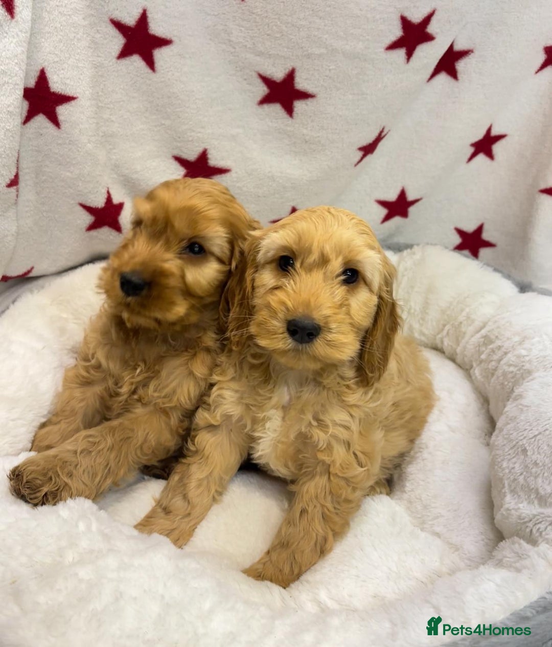 Cockapoo dogs for sale: Cockapoo puppies for sale - Image 5