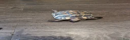 Tortoise reptiles for sale: 18 month old Herman's Tortoise with enclosure - Advert 7