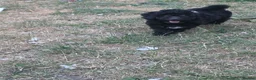 Poochon dogs for sale: 2 beautiful poochon puppys black n white for sale  - Advert 7