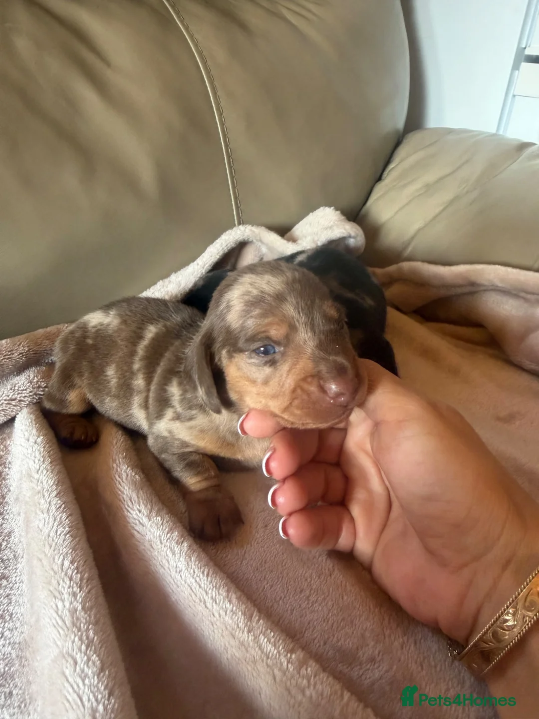 Miniature Dachshund dogs for sale: KC miniature dachshunds  - Advert 2