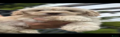 Cockapoo 3