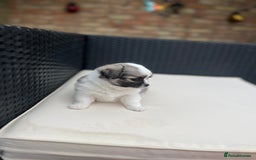 Chihuahua dogs for sale: 2 beautiful chihuahua boys for sale  - Image 12
