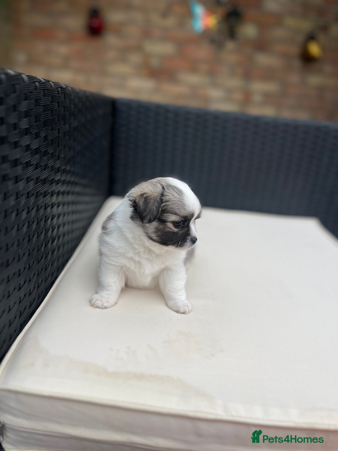 Chihuahua dogs for sale: 2 beautiful chihuahua boys for sale  - Image 12