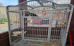 Parrots birds for sale: Jardines Parrot - Image 3