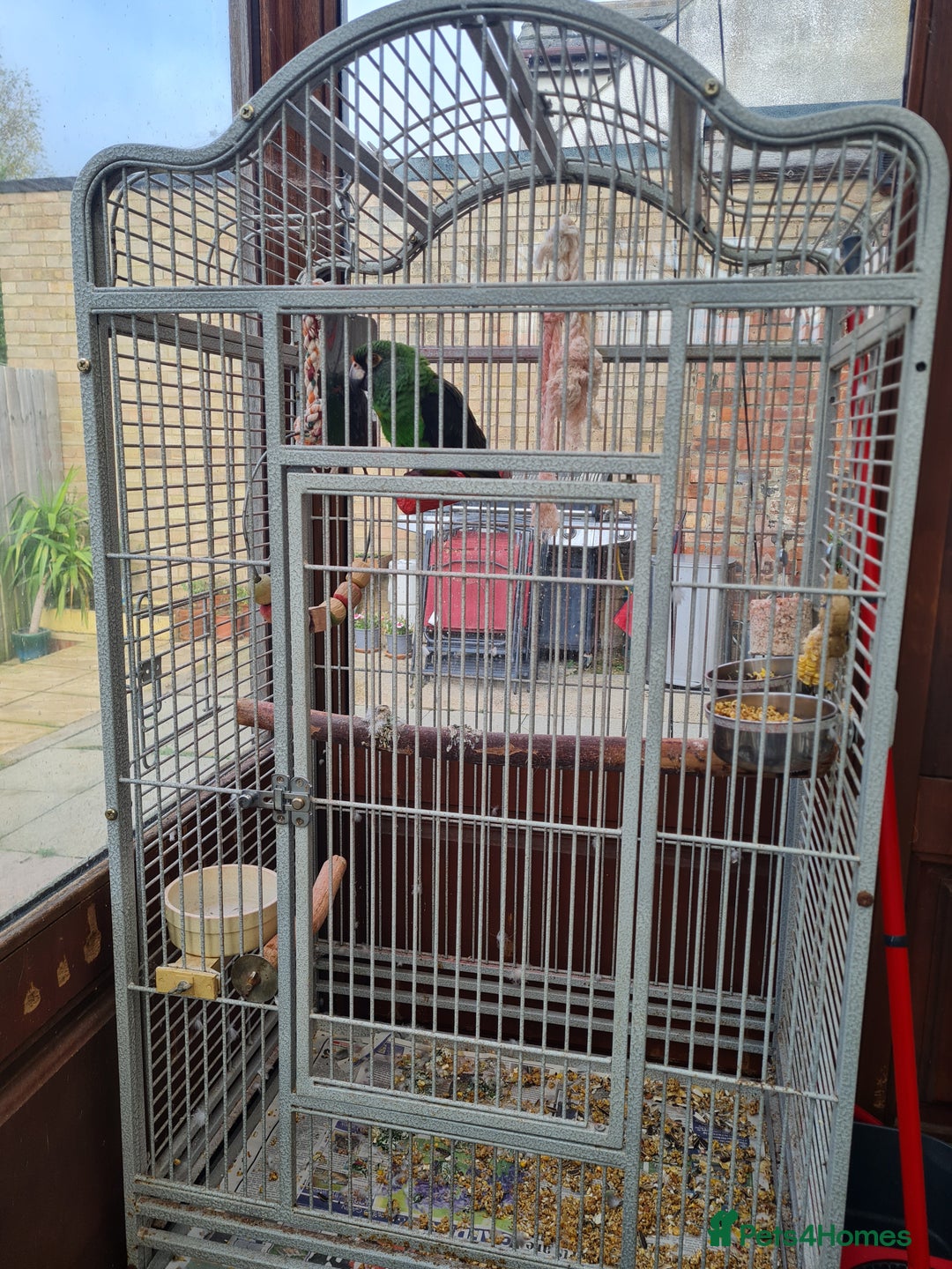 Parrots birds for sale: Jardines Parrot - Image 3