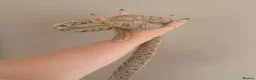 Corn Snake reptiles for sale: Corn Snake Slytherin & Full Setup – £400 ONO - Advert 5