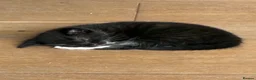 Mixed Breed cats for sale: Gorgeous Cuddley Kittens - Advert 13