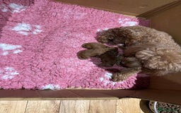 Toy Poodle dogs for sale: Toy poodles - Image 5
