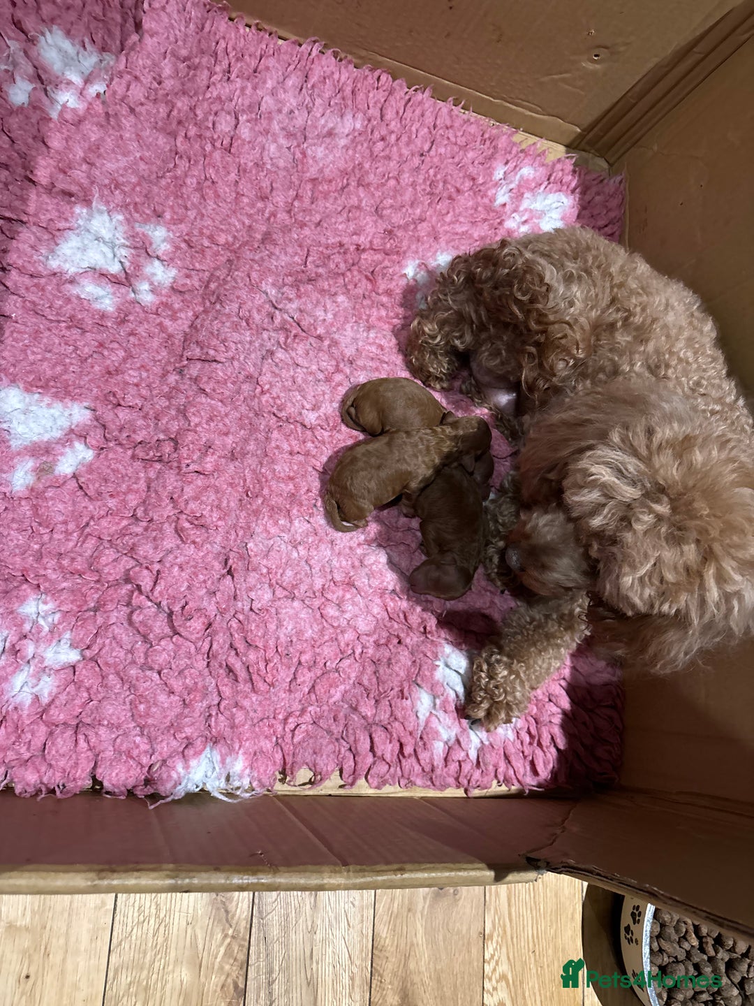 Toy Poodle dogs for sale: Toy poodles - Image 5