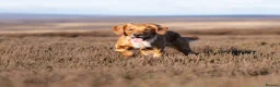 Golden Retriever dogs for sale: KC reg working golden retriever boys  - Advert 19