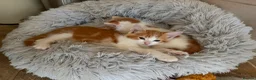 Domestic Shorthair cats for sale: Kittens looking for a 5⭐️ family home in London - Advert 5