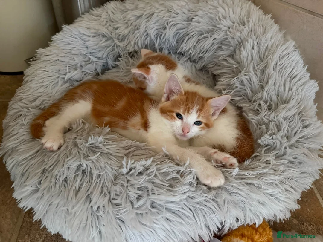Domestic Shorthair cats for sale: Kittens looking for a 5⭐️ family home in London - Advert 5