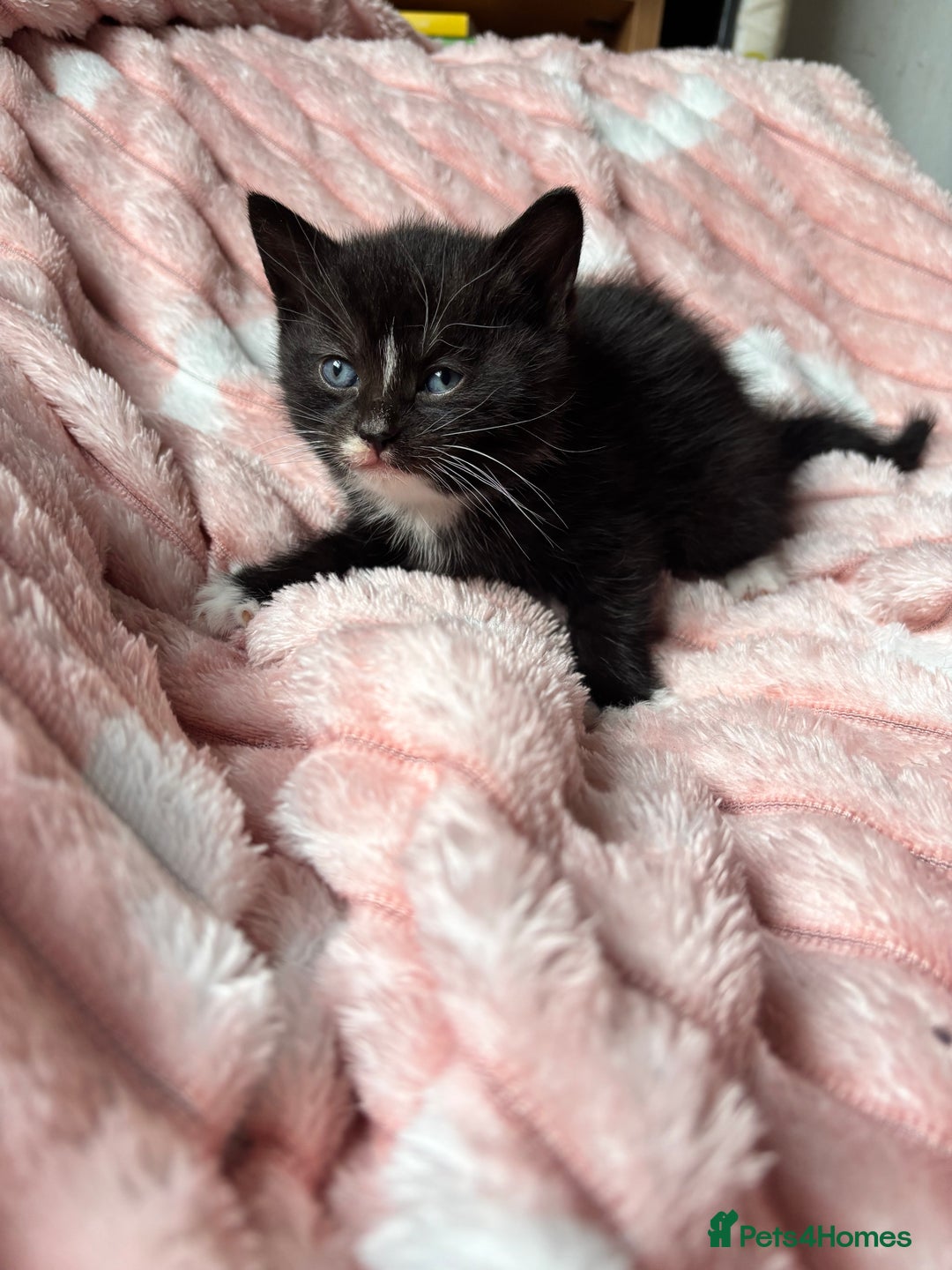 Mixed Breed cats for sale: 3 adorable kittens! Ready in 3 weeks!! 🐈‍⬛🐈‍⬛ - Image 4