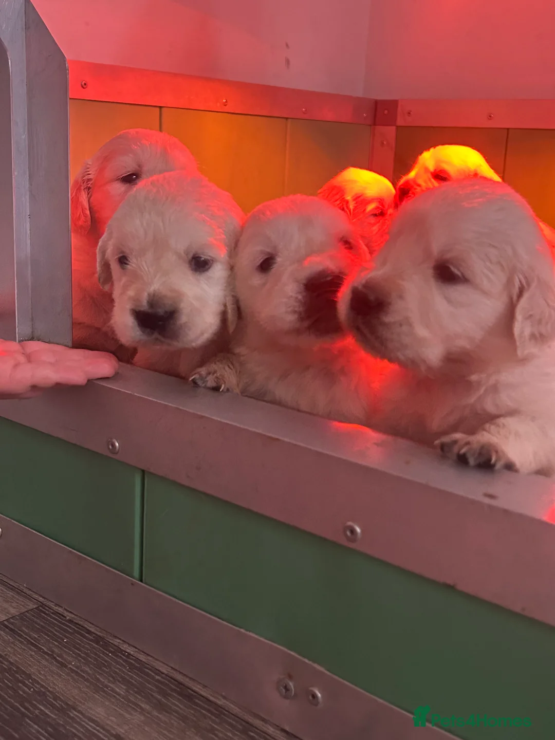 Golden Retriever dogs for sale: English cream golden retrievers - Advert 7