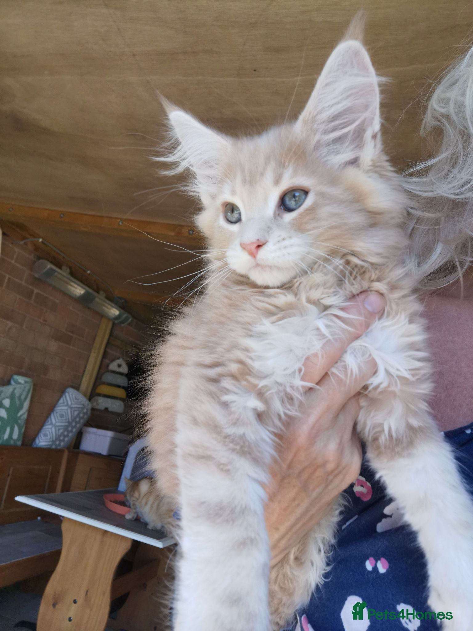 Maine Coon cats Maine coon kittens for sale - Advert 1