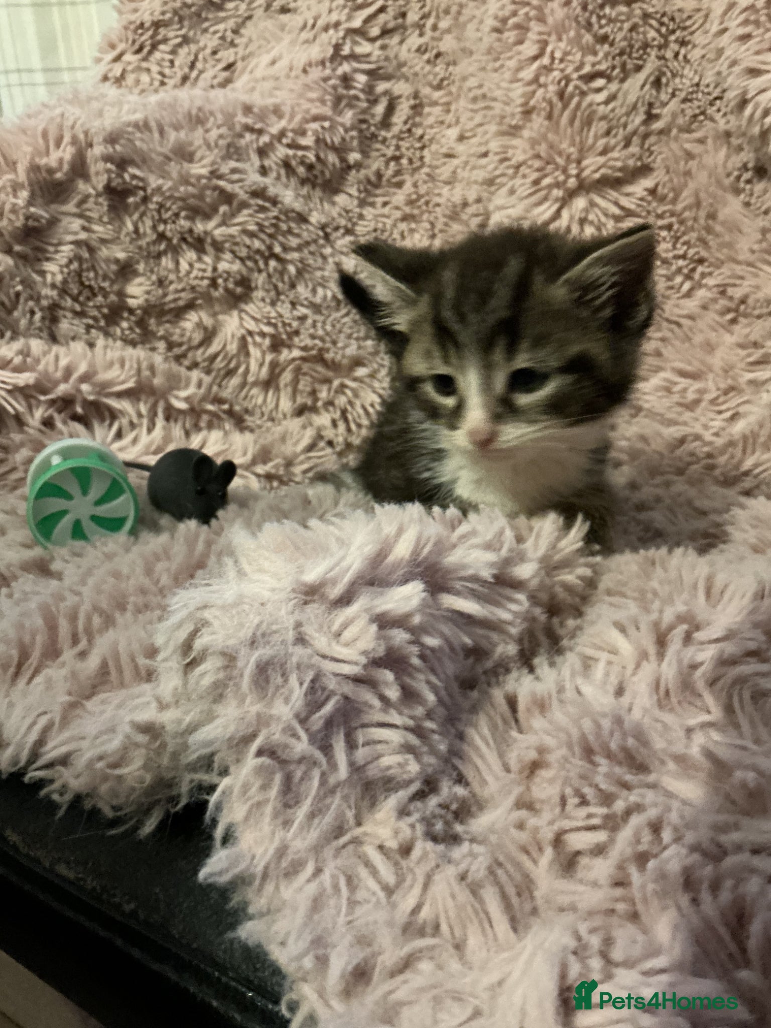 Bengal cats for sale: Beautiful kittens ready for 5* homes - Advert 7