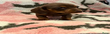 Miniature Dachshund 2