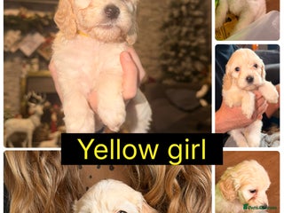 Cockapoo dogs ⭐️Cockerpoo puppies -Toilet Training started ⭐️ - Advert 13