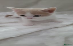 Mixed Breed cats for sale: Lovely kittens  - Image 6