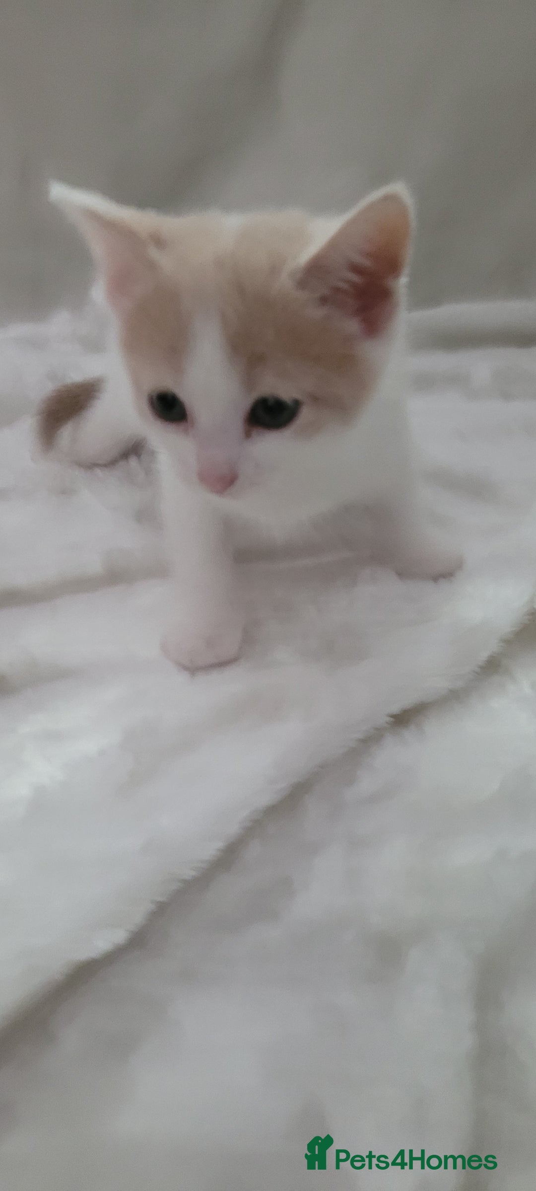 Mixed Breed cats for sale: Lovely kittens  - Image 6