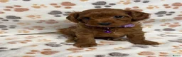 Cockapoo dogs for sale: Beautiful Multigenerational Cockapoo Puppies - Advert 3