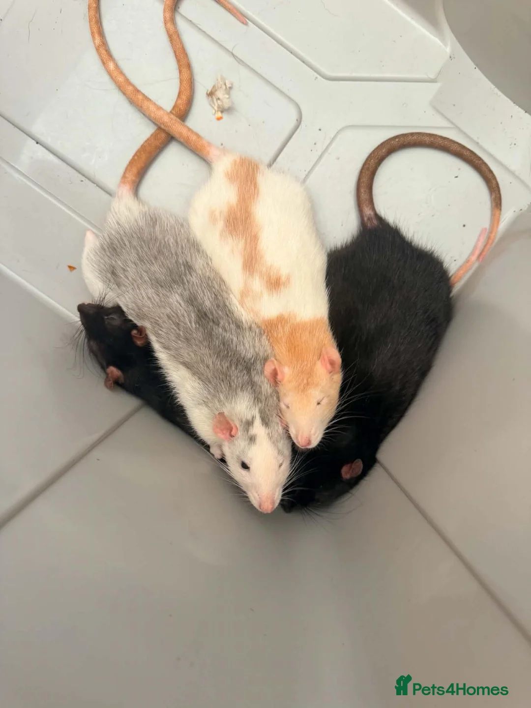 Rat rodents for sale: Rats and cage for sale in Redcar - Advert 4