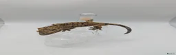 Gecko reptiles for sale: Mixed Morph Crested Gecko - Advert 8