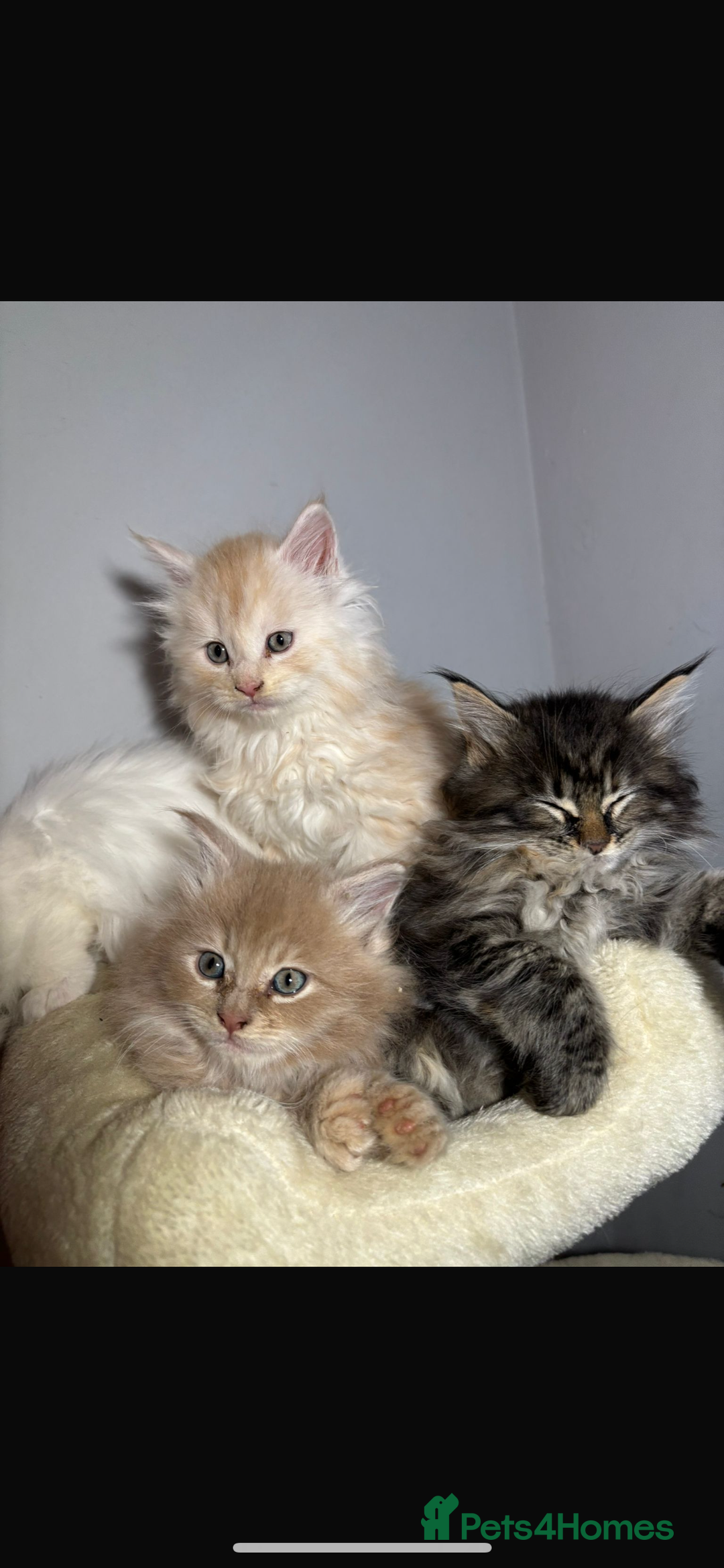 Maine Coon cats for stud: TICA Active Champion male STUD - Advert 15