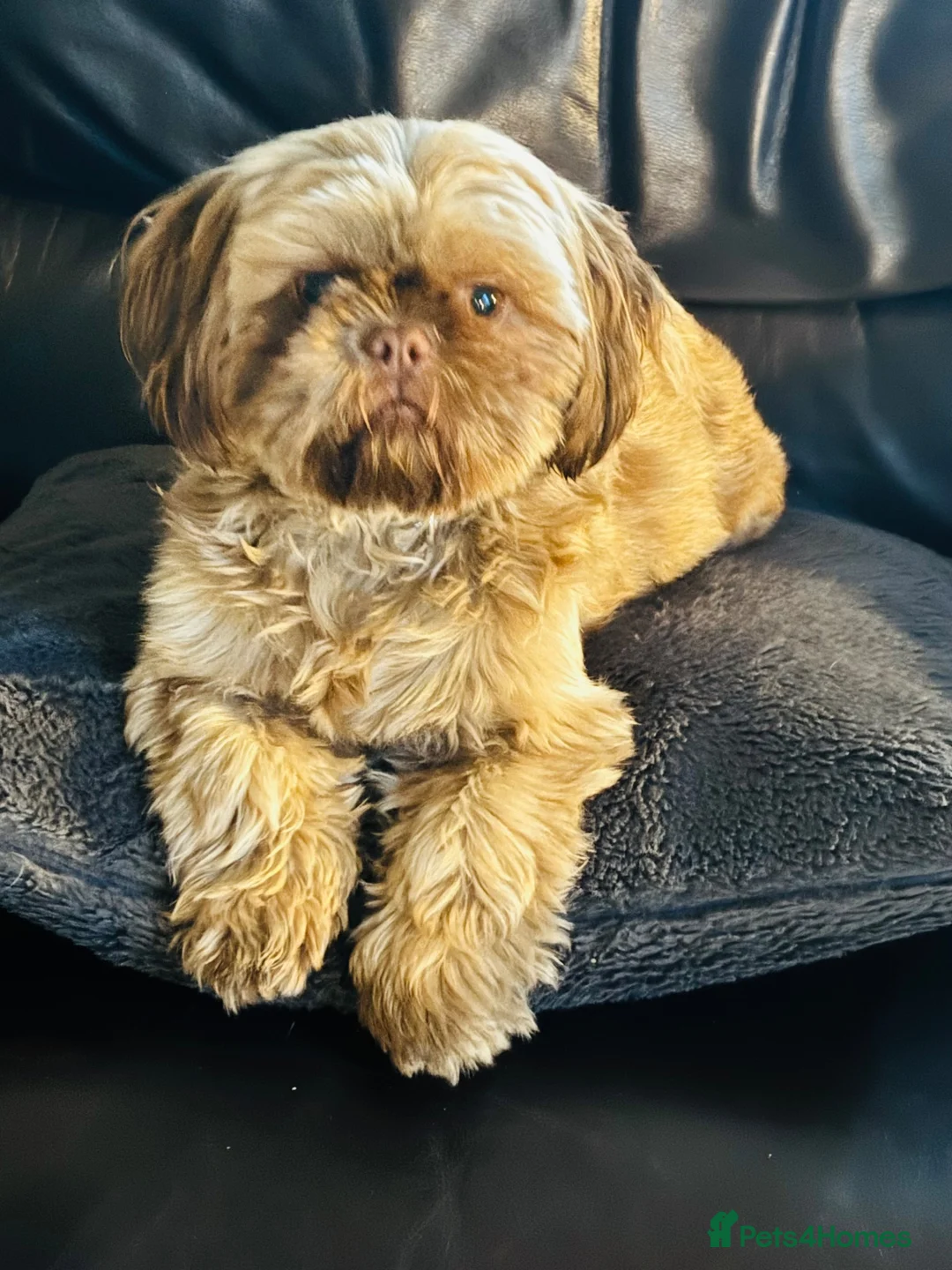 Shih Tzu dogs for sale: Chocolate Shih Tzu girl  - Advert 2