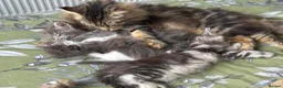 Maine Coon cats for sale: Gorgeous kittens ready soon - Advert 12