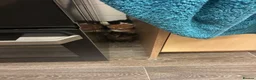 British Longhair cats for sale: Maine coon  mother -  5 half Maine coon kittens  - Advert 18