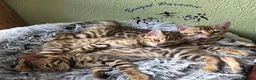 Bengal cats for sale: Stunning Bengal kittens  - Advert 5