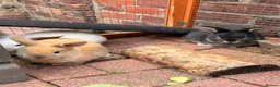 Mini Lop rabbits for sale: Mini Lop Girls - Advert 7