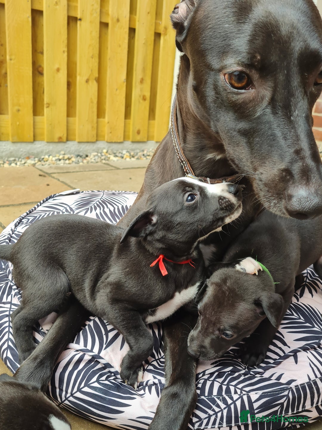 Whippet dogs for sale: Pure bred whippet puppies - Image 7